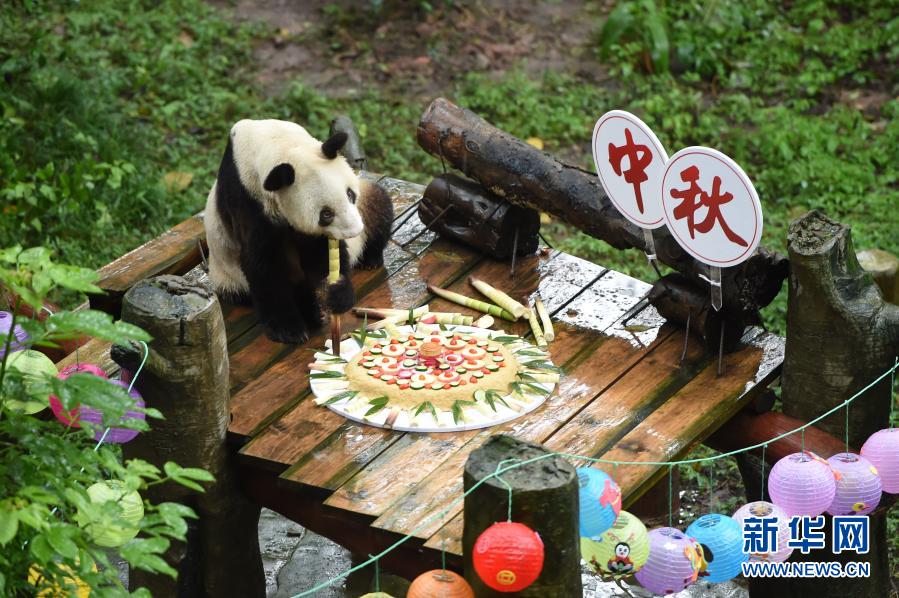 飼育パンダで世界最高齢となるパンダの「新星」、天國に旅立つ