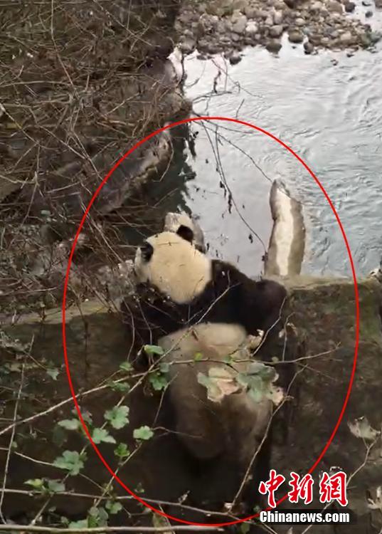 雅安市天全県にあるジャイアントパンダ國家公園二郎山國有林場で確認(rèn)されたパンダ（畫像提供?李さん）。