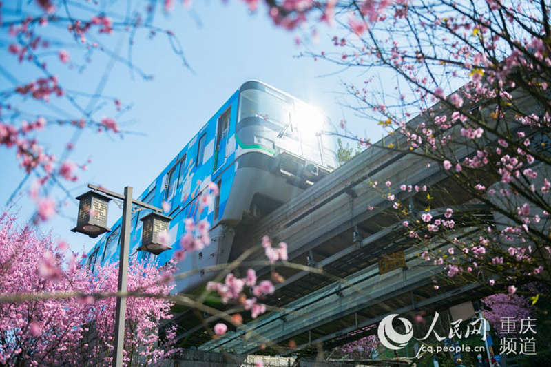 咲き亂れる梅の花の間を走るモノレール　重慶