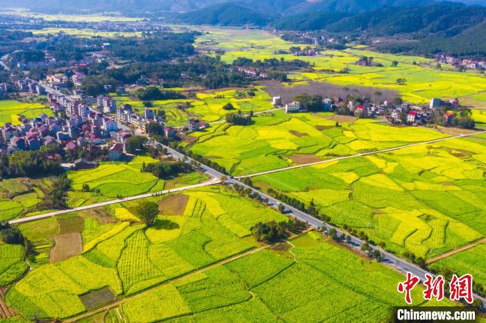 上空から撮影した、江西省吉安市安福県洋渓鎮(zhèn)の広大な菜の花畑（撮影?李小明）。