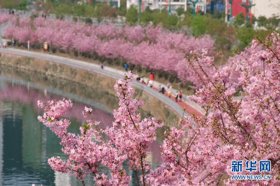 桜が咲き亂れる貴州省錦屏県三江鎮の浜江歩道をそぞろ歩く人々（2月22日撮影?彭澤良）。