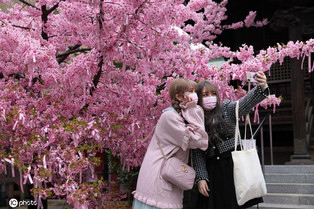 東京で、満開となった早咲きの桜の下で記念寫真を撮る市民。（寫真著作権は東方ICが所有のため転載禁止）