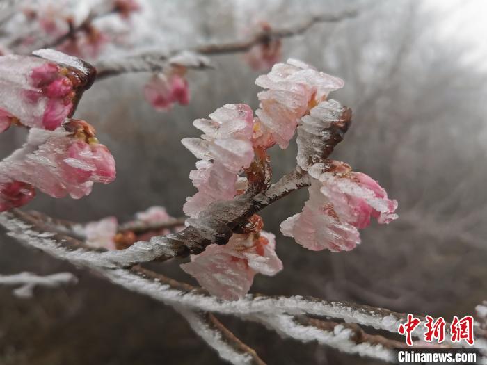 樹氷に覆われた浙江清涼峰國家級自然保護區內のサクラの花（撮影?章叔巖）。