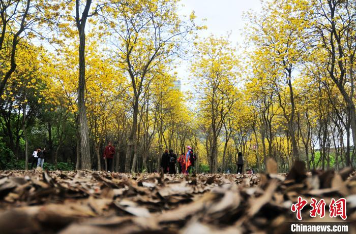 3月8日、福建省福州市金山港頭公園で栽培されている開花したキバナノウゼン（撮影?張斌）。