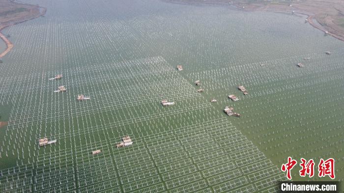 安徽省の「養魚池」太陽光発電所の建設が加速