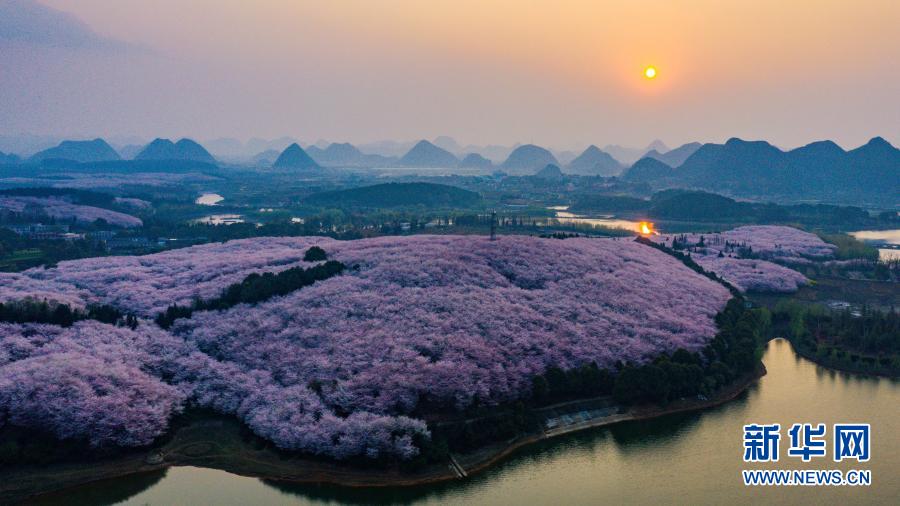 3月15日、貴安新區(qū)桜花観光園（ドローンによる撮影?歐東衢）。