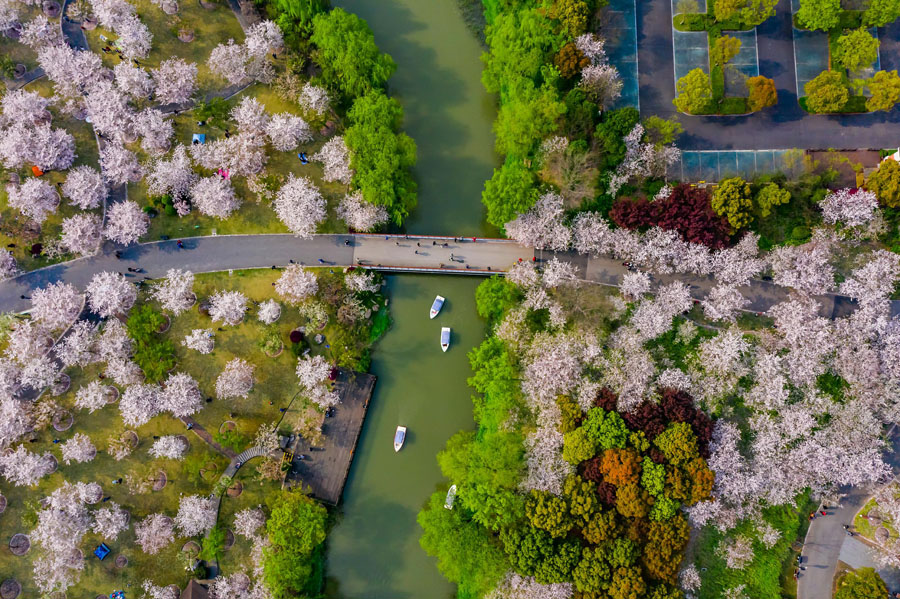 桜が次々と満開を迎えている上海顧村公園（寫真著作権はCFP視覚中國が所有のため転載禁止）。