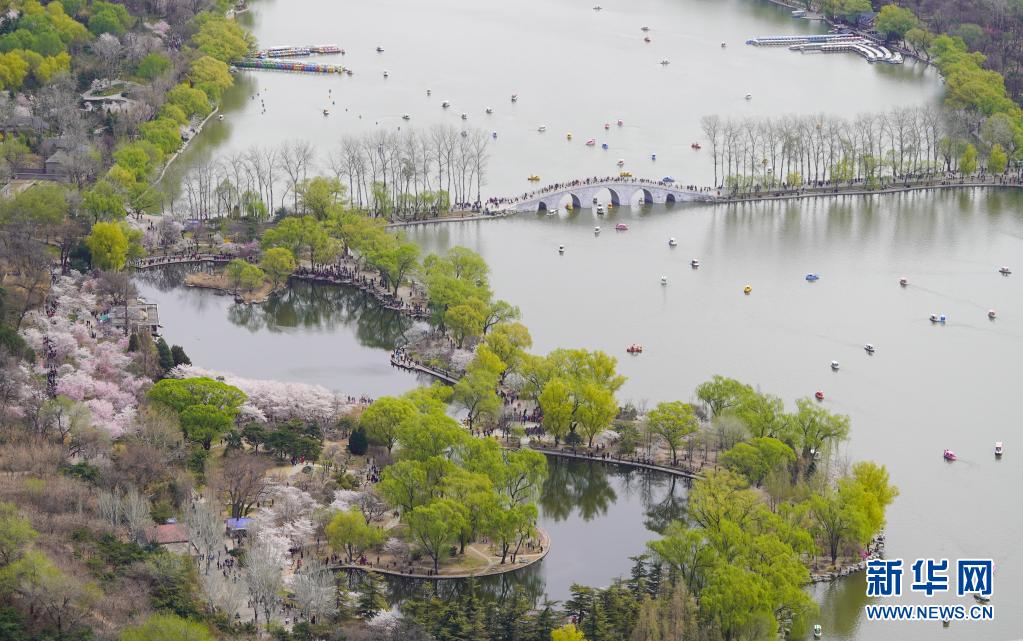 3月29日、玉淵潭公園で花見をする観光客（撮影?陳曄華）。