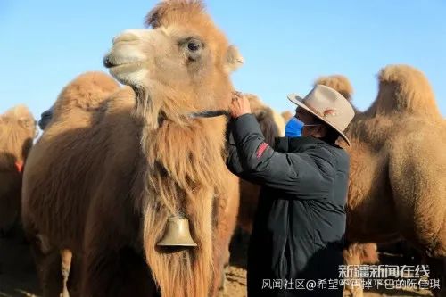 ラクダに北斗衛(wèi)星測位首輪を取り付けているところ 畫像は新疆新聞在線より