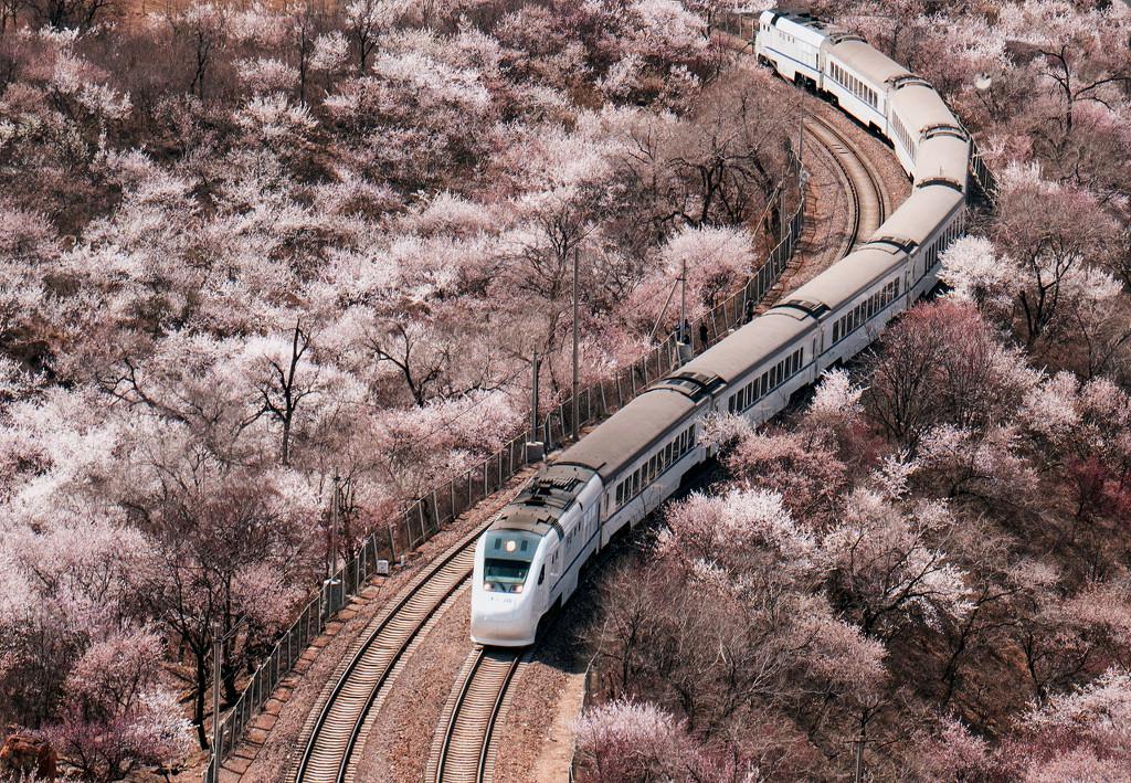 居庸関の花の海を走り抜ける高速鉄道「和諧號」（寫真著作権は東方ICが所有のため転載禁止）。