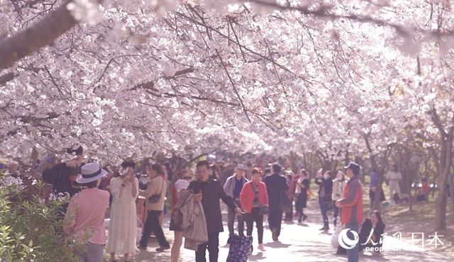 3萬本のサクラが花咲く無錫太湖黿頭渚景勝地（撮影?袁蒙）。  2、1988年2月、長谷川清巳さん（寫真右）率いる第一陣のサクラ友誼林建設友好訪中団が無錫を訪問した時の様子（寫真提供?新発田喜代子さん）。  3、1988年2月、無錫でサクラの苗木を植える第一陣のサクラ友誼林建設友好訪中団（寫真提供?新発田喜代子さん）。  4、中日サクラ友誼林記念碑（撮影?袁蒙）。  5、2017年、中日サクラ友誼林建設30周年植樹セレモニー（寫真提供?新発田喜代子さん）。  6、2021年3月25日、中日サクラ友誼林建設34周年記念イベントの開幕式に、ビデオ通話で挨拶を述べる新発田豊さん（撮影?袁蒙）。  7、無錫新呉區(qū)が友好都市の豊川市に贈呈したマスク5萬枚（寫真提供?無錫市ハイテクパーク宣伝部）。  8、2021年3月25日、2021無錫國際花見ウィーク?中日サクラ友誼林建設34周年記念イベントの開幕式で挨拶する林松添會長（撮影?袁蒙）。