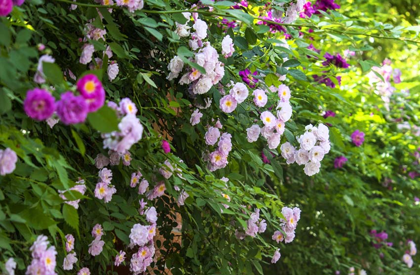 咲き誇るバラの花（撮影?王秀範）。