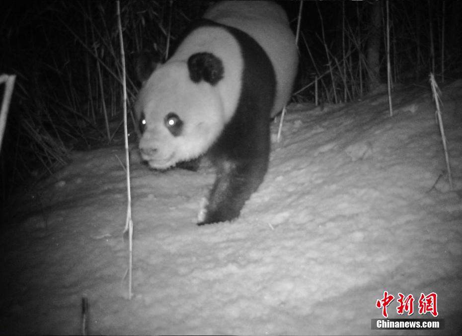 九頂山省級自然保護區綿竹管理ステーションの赤外線カメラが捉えた野生のパンダの活動記録（畫像提供?綿竹市委員會宣伝部）。