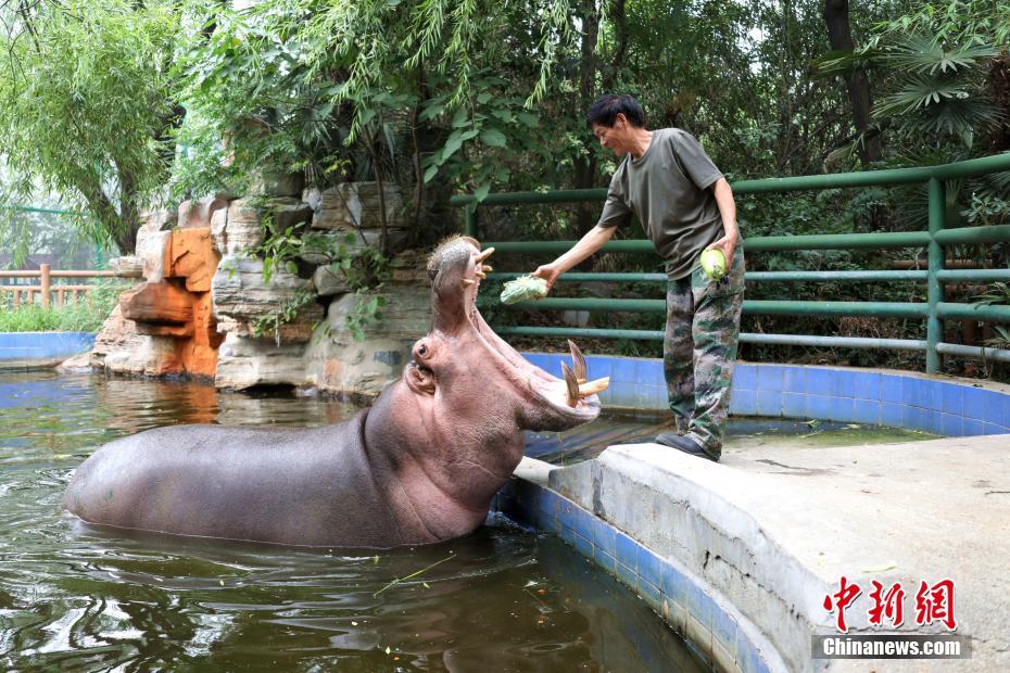 カバに特製ちまきを與える飼育員（撮影?李超慶）。