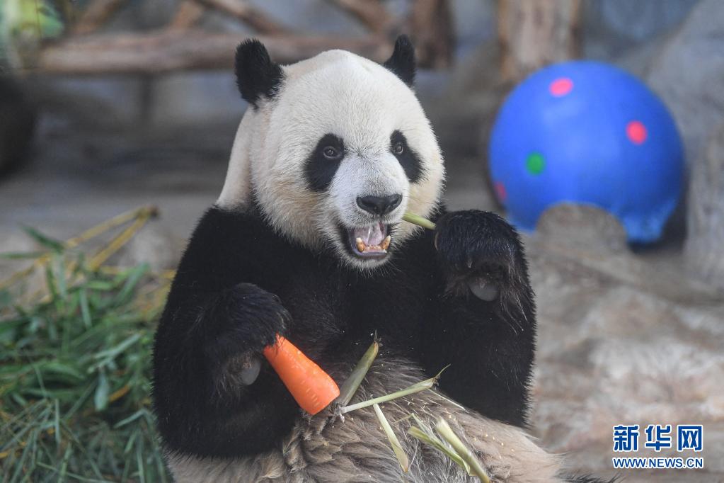 6月14日、海南省海口市にある海南熱帯野生動植物園で、御馳走を味わうパンダ「舜舜（シュンシュン）」（撮影?蒲暁旭）。