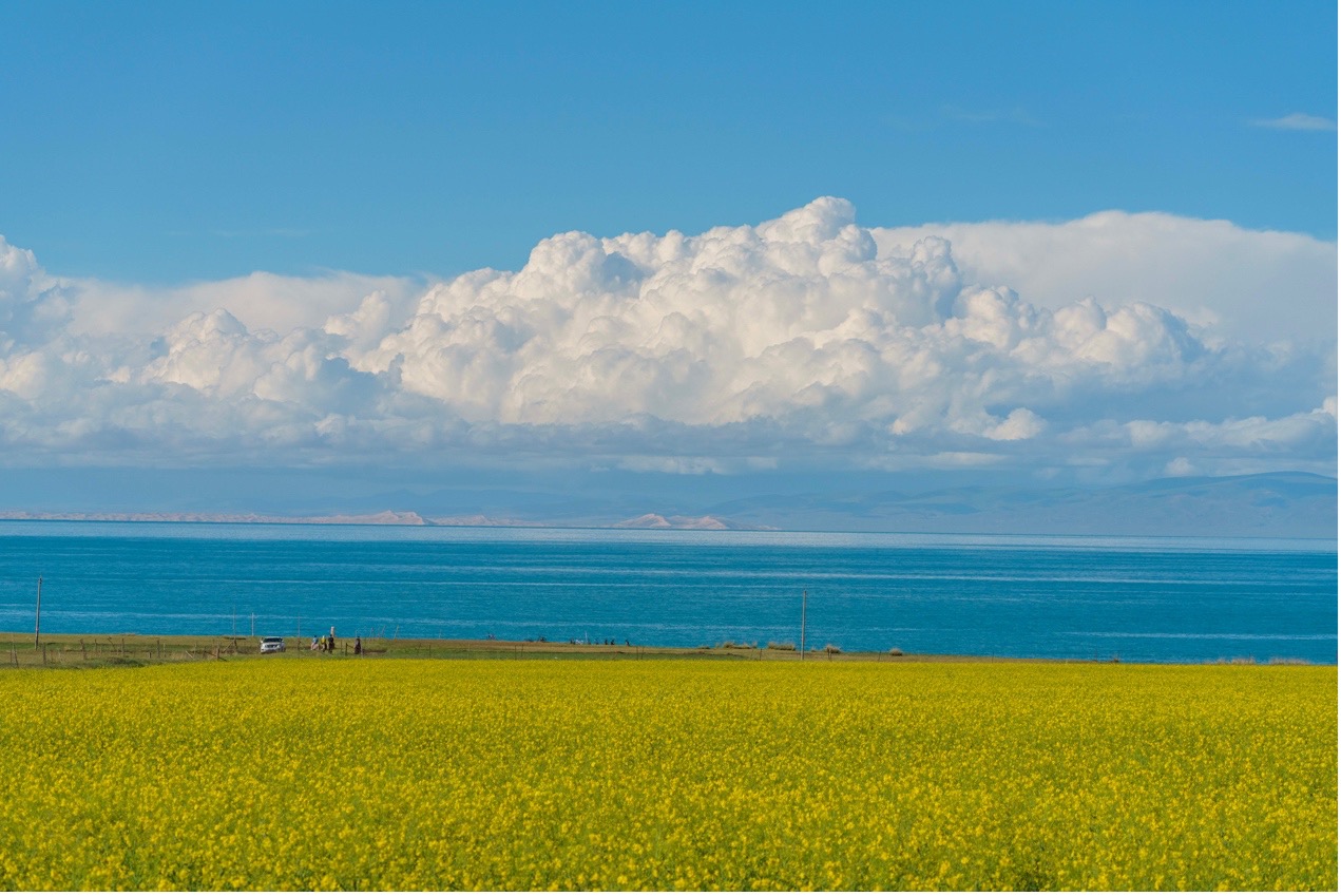 7月28日、青海湖の湖畔に広がる菜の花畑。（撮影?張若涵）