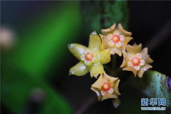 Hoya burmanica Rolfe（撮影?郁雲江 ）。