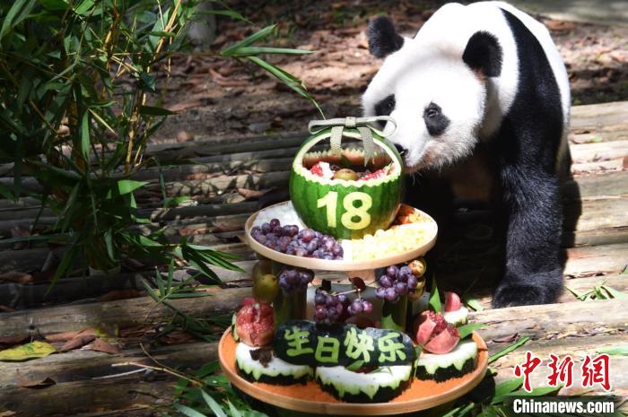 18歳の誕生日を迎えたパンダの「秋浜」（寫真提供?深セン野生動物園）。