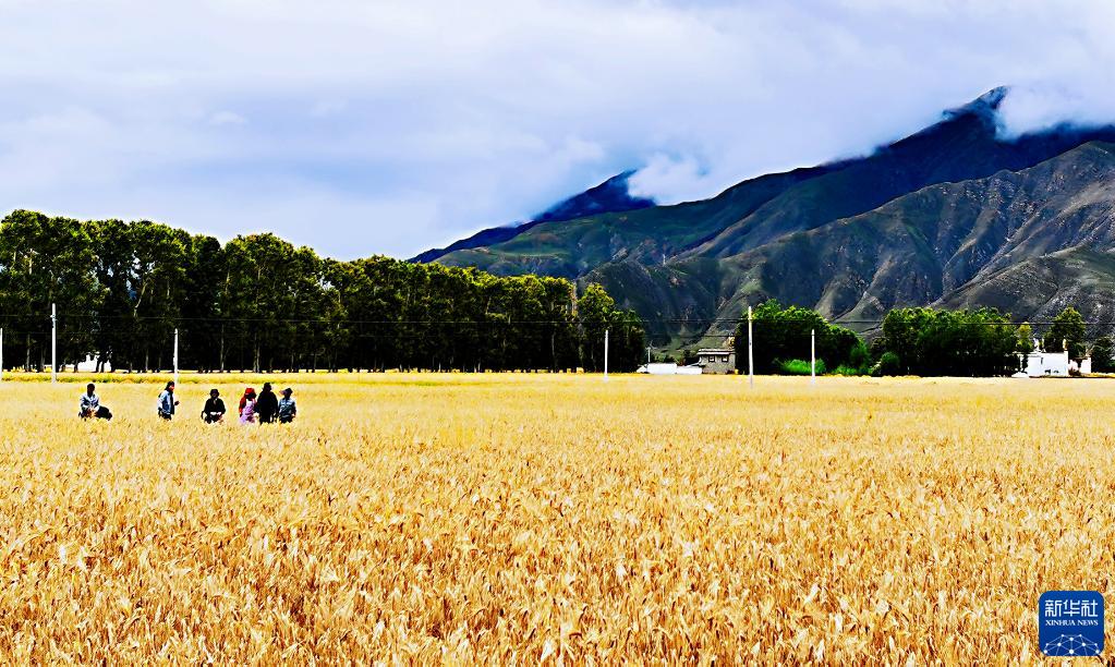 9月5日、西蔵（チベット）自治區拉薩（ラサ）市林周（ルンドゥプ）県辺交林郷で、刈り取り作業を待つハダカムギ畑（撮影?沈虹氷）。