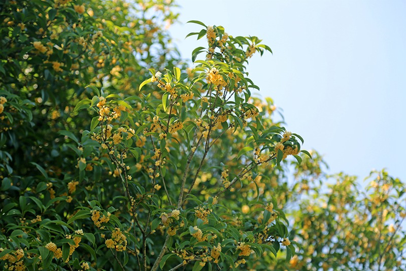 9月21日、上海植物園で開花したモクセイ。畫像は上海植物園が提供