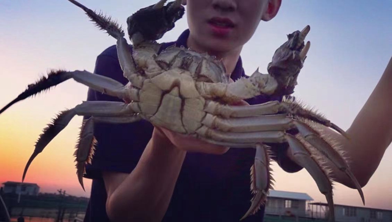 蘇州?陽澄湖で上海ガニの水揚げ始まる　國慶節連休前後に大量出荷へ