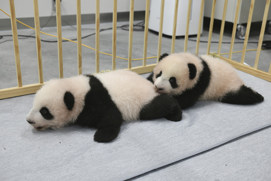 東京の上野動物園で誕生した雄と雌の雙子の赤ちゃんパンダ（寫真著作権はCFP視覚中國が所有のため転載禁止）。 