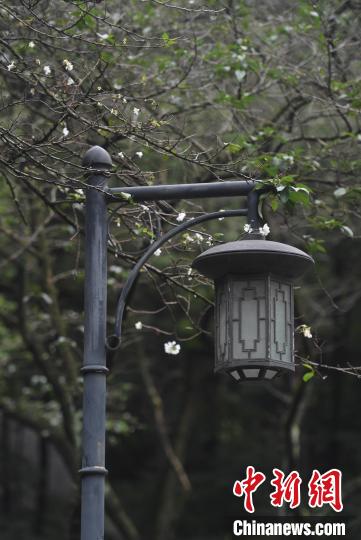 杭州西湖で季節外れの桜が開花　ちょっと変わった秋景色