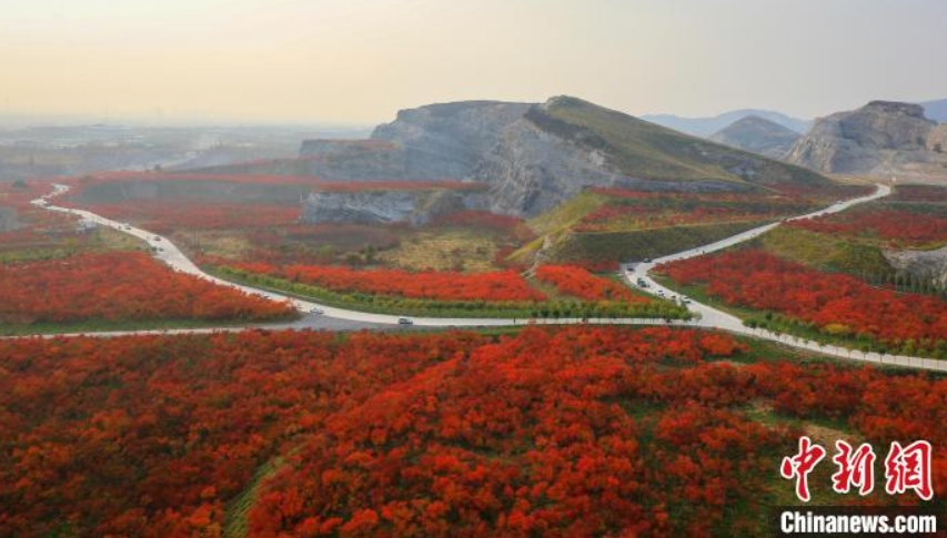 河北省三河市東部鉱山で、真っ赤に色づいたルスティフィナの葉（撮影?劉循平）。