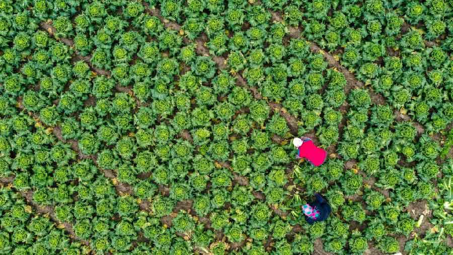 國家発展改革委「野菜の供給は十分で消費ニーズは保障されている」