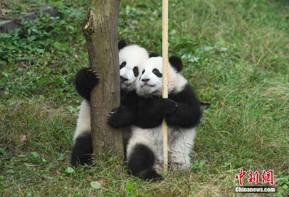 芝生の上で戯れる雙子のパンダ「シンシン」と「チェンチェン」（撮影?陳超）。