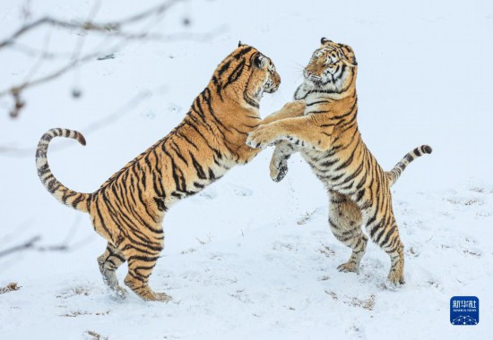 12月26日、山東省栄成市にある西霞口神雕山野生動物世界のライオン?トラ園で、雪の中で遊び戯れる2頭のアムールトラ（撮影?李信君）。