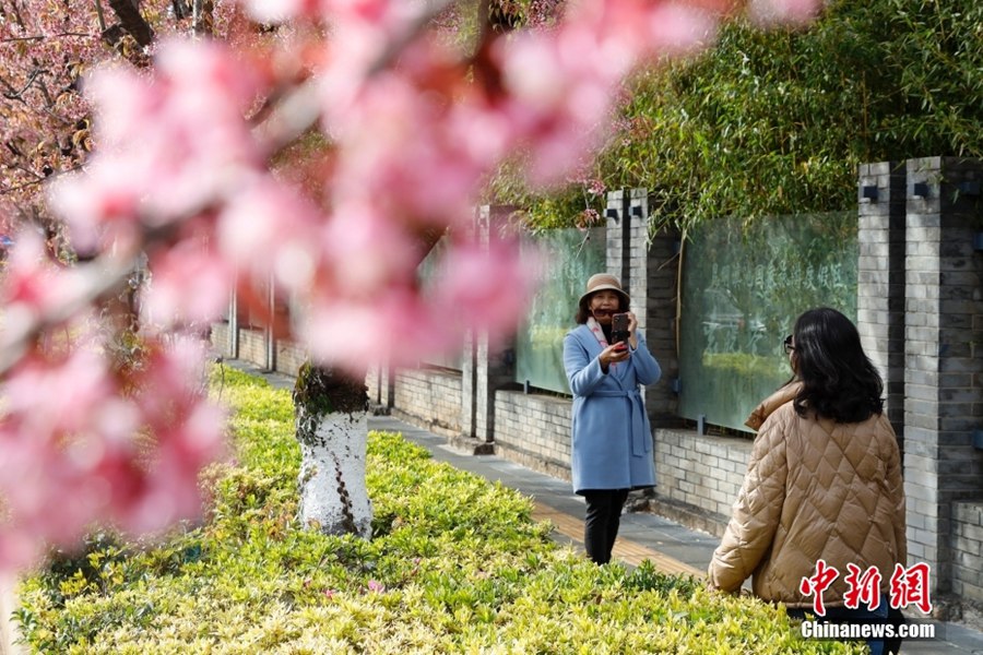 春の都と呼ばれる昆明を華やかに飾る満開の冬桜（撮影?李嘉嫻）。