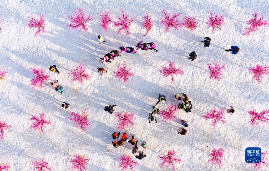 寧夏回族自治區銀川市賀蘭県稲漁空間郷村生態観光園で、雪上かけっこ大會に參加する寧夏醫科大學の留學生（1月10日、ドローンによる撮影?馮開華）。