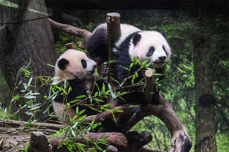 上野動物園の雙子パンダが初の一般公開　日本