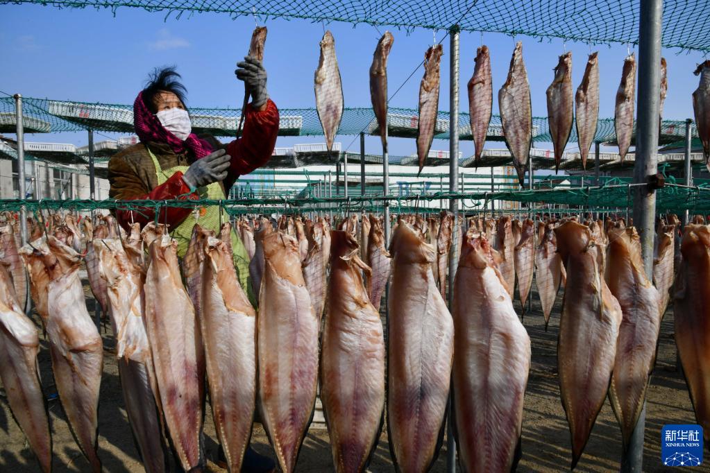 1月19日、山東省栄成市石島管理區(qū)王連街道北橋頭村で、魚を干して干物を作る村民（撮影?徐速絵）。