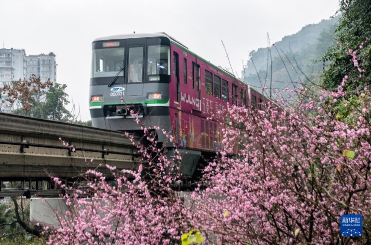 2月20日、重慶都市鉄道2號線で、咲き亂れる紅梅の橫を通り過ぎる列車（撮影?唐奕）