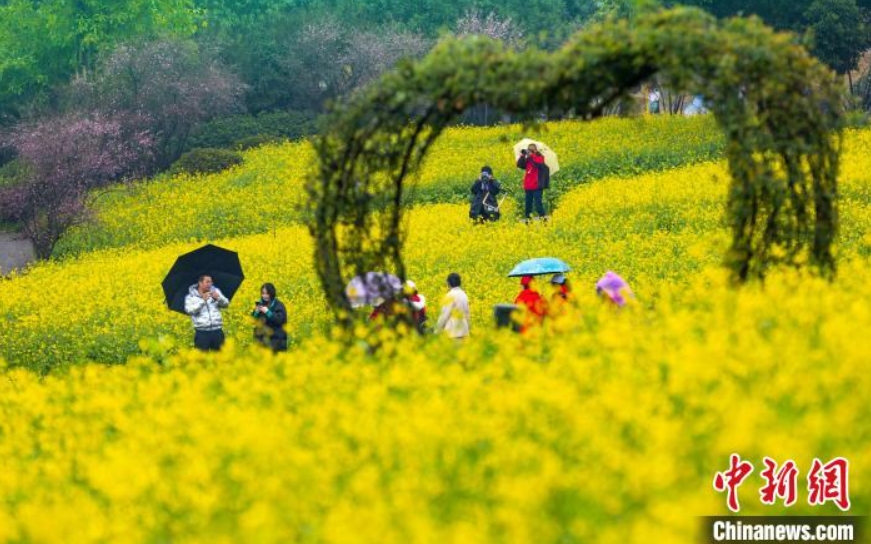 雨の中、菜の花を鑑賞する市民（撮影?劉紀湄）。