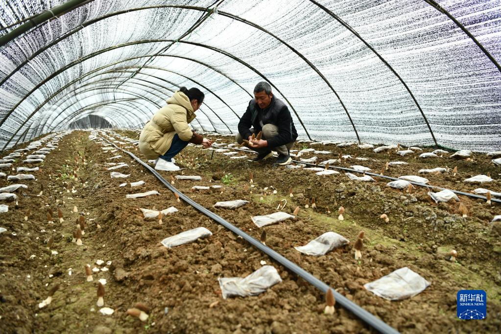 貴州省遵義市の現代農業産業園區のハウス內で26日、アミガサタケを収穫キノコ農家（撮影?羅星漢）。