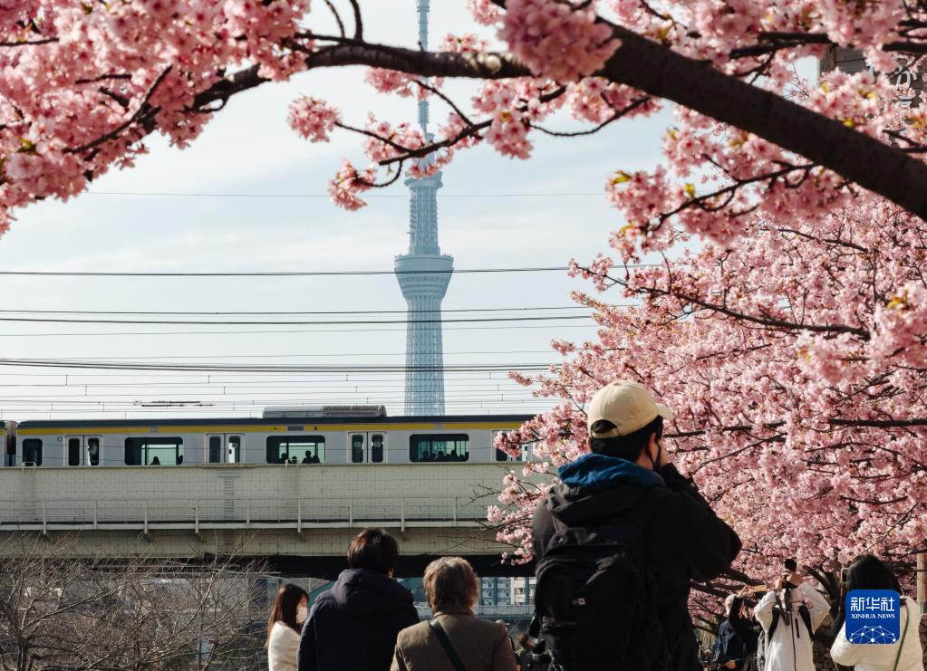 東京の舊中川沿いで、桜を鑑賞する人々（3月9日撮影?張笑宇）。