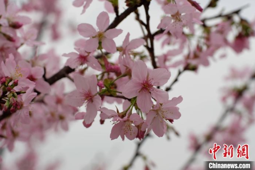 咲き誇る桜の花（撮影?劉俊聡）。