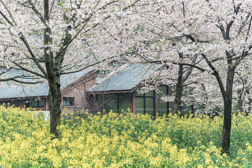 武漢の東湖で桜が開花　湖北省