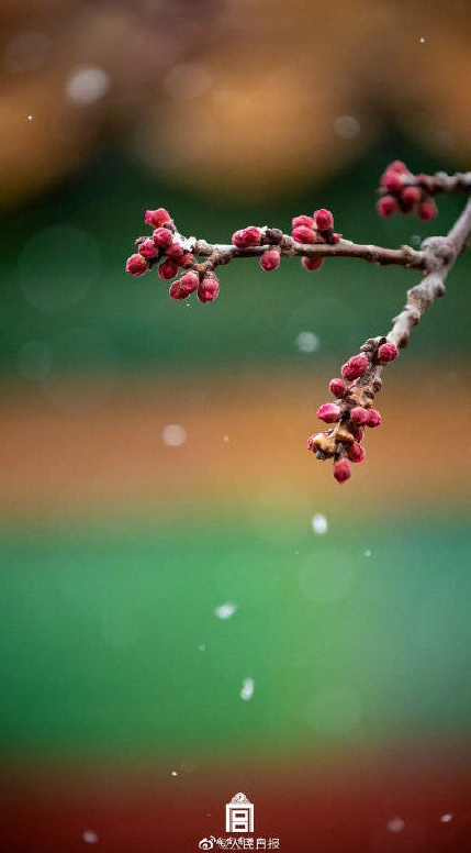 北京に春の雪！美しくも幻想的な故宮と春の花