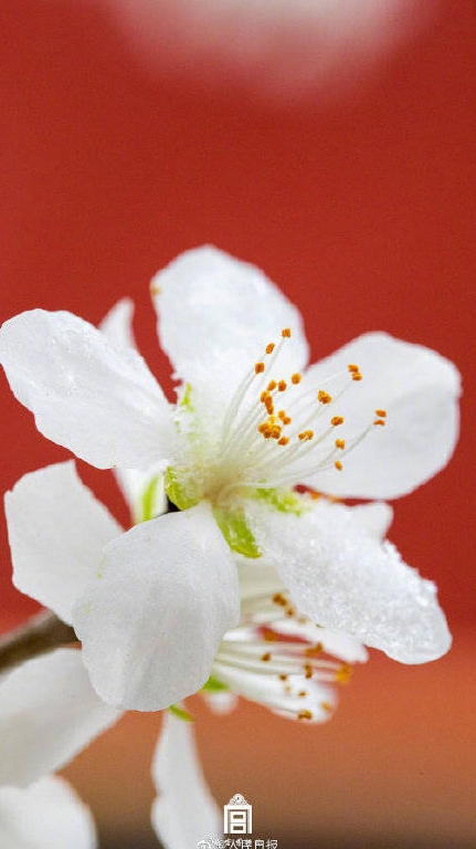 北京に春の雪！美しくも幻想的な故宮と春の花