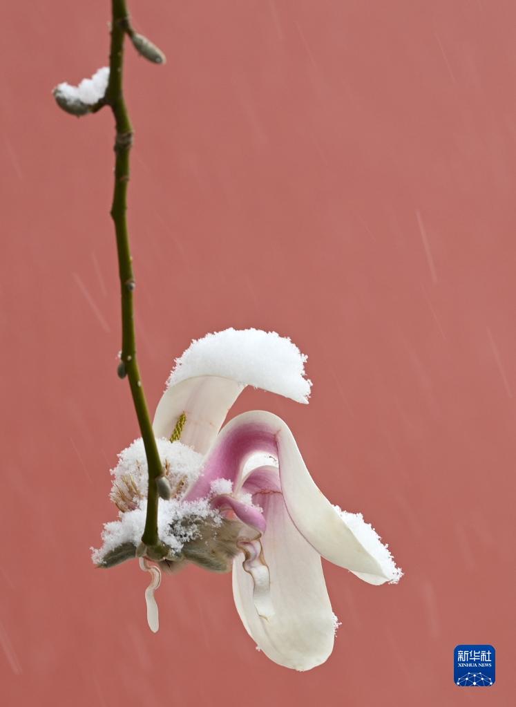 北京で大雪、同時(shí)期としては過去40年間で2番目に低い気溫に