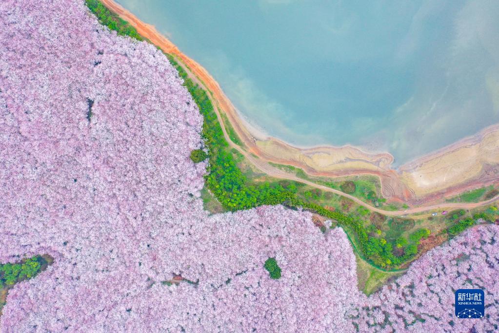 3月17日、貴州省貴安新區(qū)桜花園（ドローンによる撮影?歐東衢）。