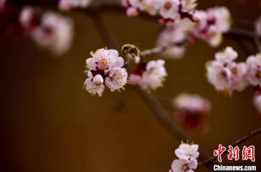 郷村の田野に咲くアンズの花（撮影?李玉峰）。