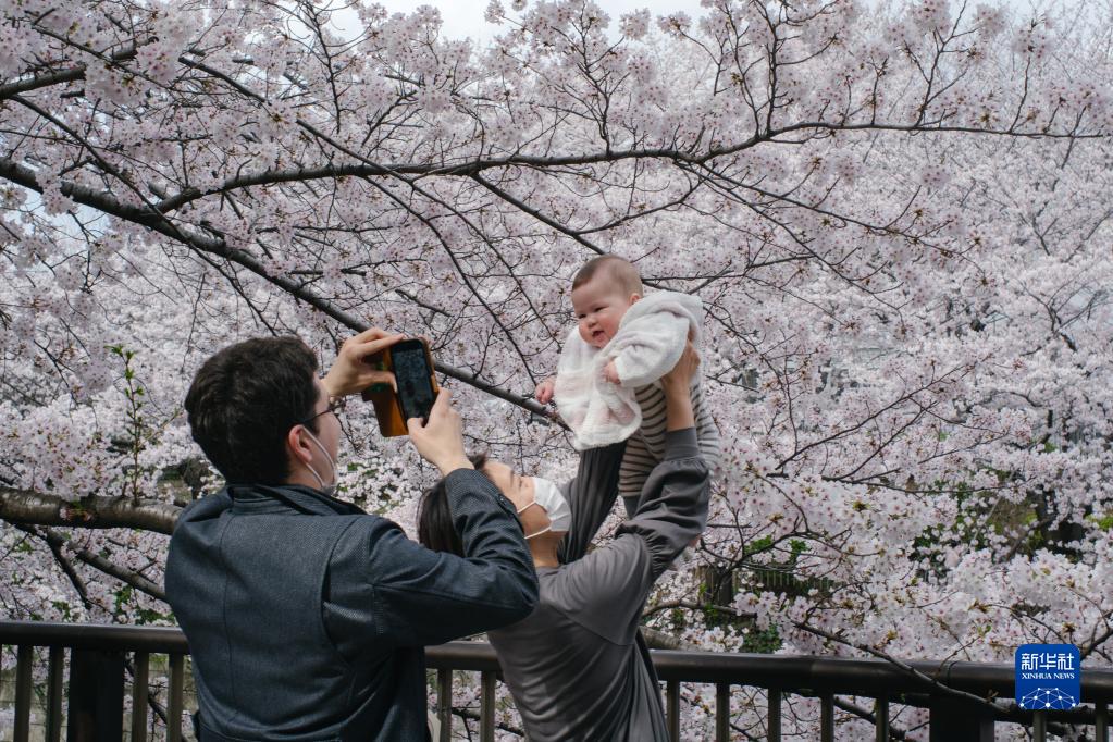 3月30日、目黒川沿いの桜の樹の下で寫真を撮影する親子（撮影?張笑宇）。