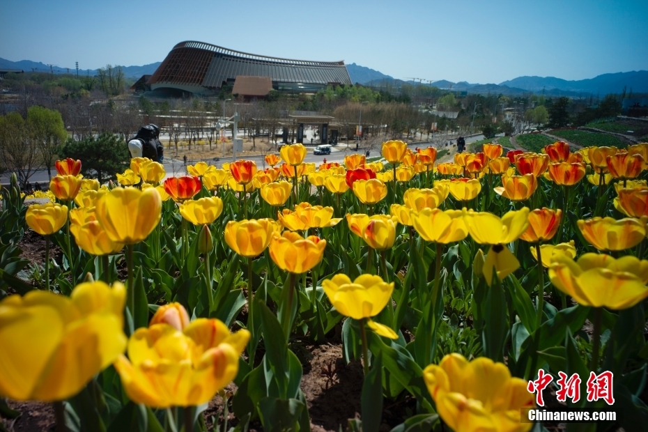 4月16日、北京世園公園のチューリップ畑で花見をする市民（撮影?盛佳鵬）。