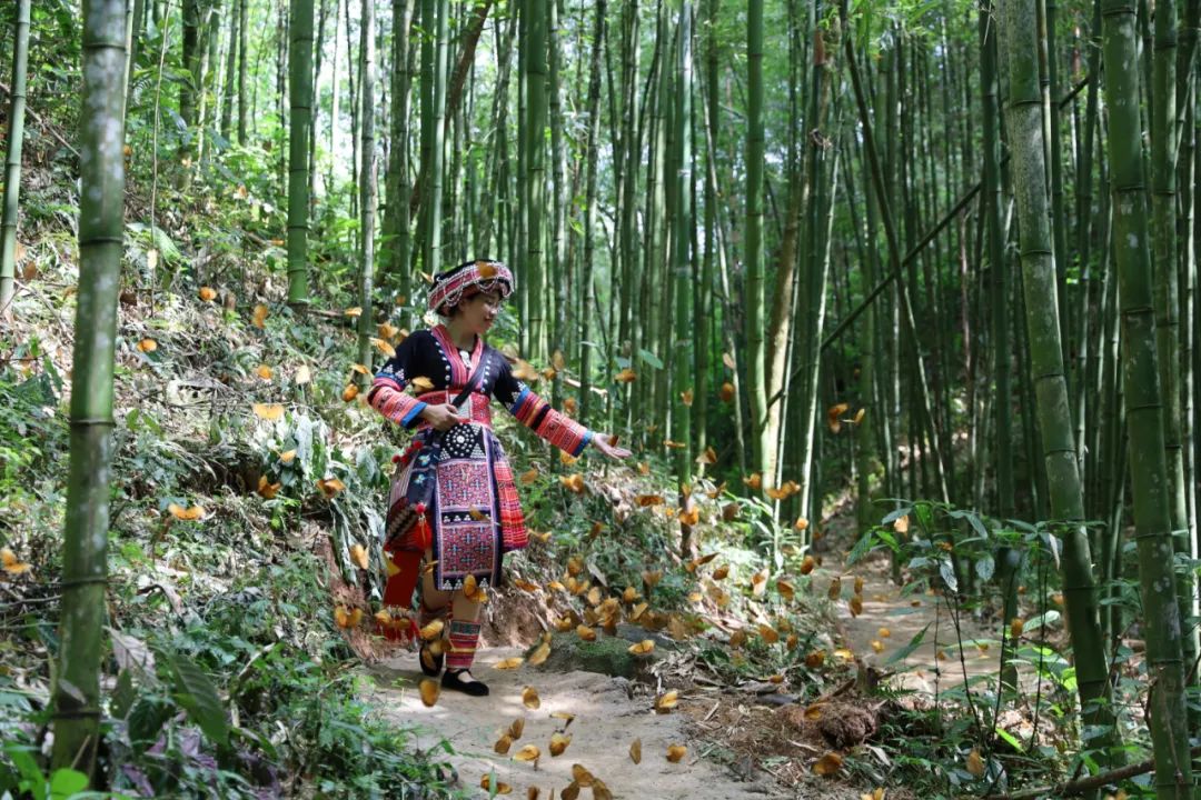 2021年5月、チョウの群れが舞う紅河ハニ族イ族自治州金平県の蝴蝶谷を歩く女性（撮影?高飛）。