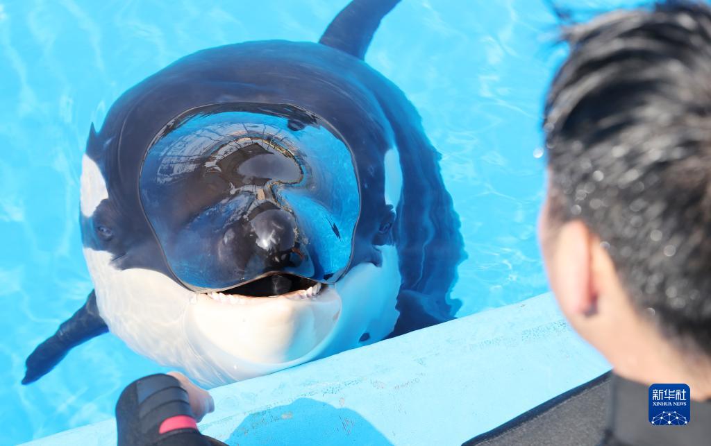 上海海昌海洋公園で、水辺でシャチの赤ちゃんと交流する飼育員（5月31日撮影?方喆）。